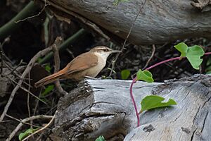 Tarphonomus harterti - Bolivian earthcreeper.jpg