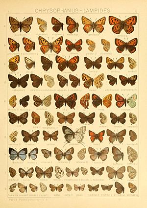 The Macrolepidoptera of the world (Taf. 77) (8145300222)