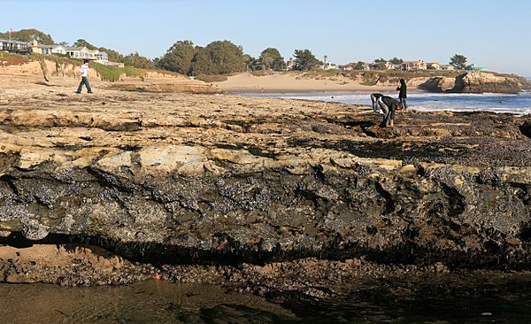 Intertidal Zone Facts For Kids