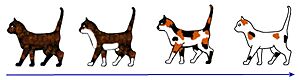 Tortie-white-spotting (no text)