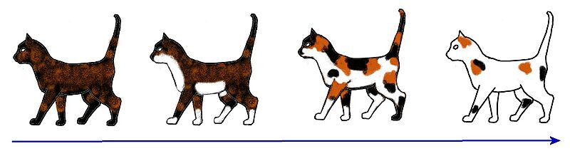 Tortie-white-spotting (no text)