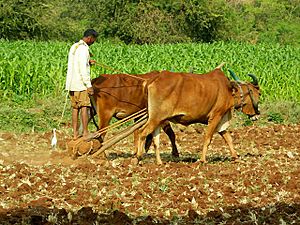 Traditional Farming Methods and Equipments