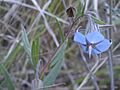 Trichodesma zeylanicum flower