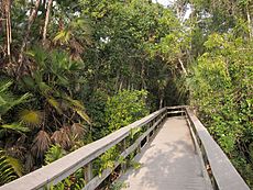 Tropical hardwood hammock on Everglades National Park Mahogany Hammock Trail