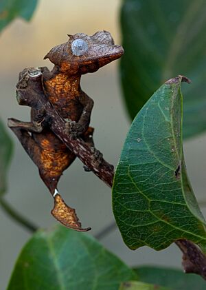 Uroplatus ebenaui 3.jpg