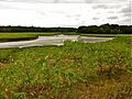 Weymouth Back River upper tidal marsh end July 2012