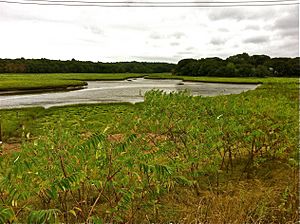 Weymouth Back River upper tidal marsh end July 2012