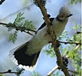 White-crested Helmet-Shrike