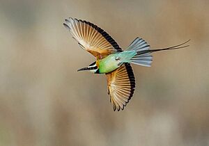 White Throated Bee Eater (149086841), crop
