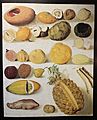 1877, Still Life with Fruit by Hermenegildo Bustos