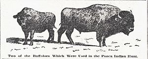 1904 Ponca Buffalo Hunt