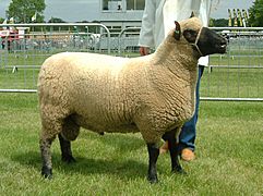 2006 Ram of the Year (Clun Forest breed)