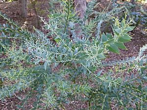 Acacia cultriformis Montjuic