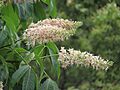 Aesculus chinensis--IMG 20190517 131621.jpg