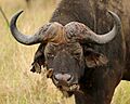 African buffalo (Syncerus caffer) male with Oxpecker