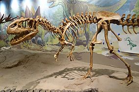 Allosaurus vernal 2.jpg