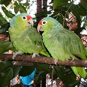 Amazona autumnalis -Cana Blanca Wildlife Sanctuary -Costa Rica-8a-4c