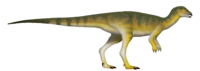 Ampelognathus.png