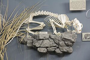 Amur Leopard skeleton