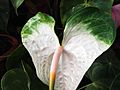 Anthurium soft white-yercaud-salem-India