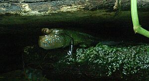 Aquarium tropical du Palais de la Porte Dorée - Periophthalmus barbarus