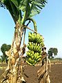 Banana Bunch At Chinawal