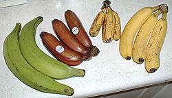 Bananavarieties.jpg