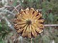 Banksia neoanglica flower spike