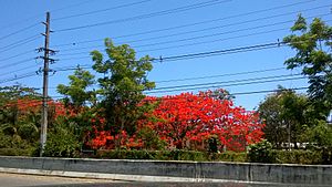 Flowered flamboyant trees in Santana