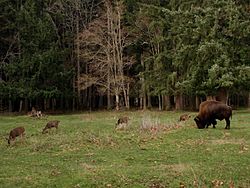 Bison with Blacktail Deer at Northwest Trek