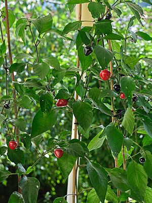 Black Heart Open Source Chili 2019
