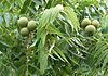Black Walnut nut and leave detail.JPG