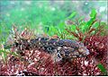 Black sea fauna goby 01