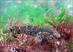 Black sea fauna goby 01.jpg