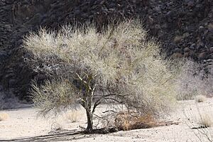 Blue palo verde (Cercidium floridum); Cottonwood Canyon