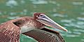 Brown pelican (Pelecanus occidentalis occidentalis) immature