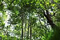 Browns Field rainforest NSW