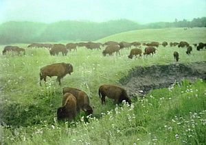 Buffalo Herd grazing South Dakota