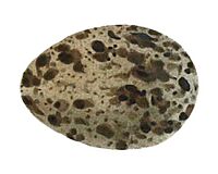 Burhinus senegalensis egg 1853, white background
