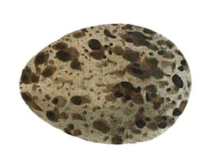 Burhinus senegalensis egg 1853, white background