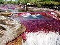 Caño Cristales, Colombia