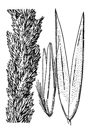 Calamagrostis koelerioides HC-1950.jpg