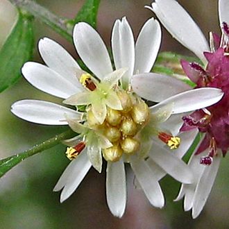 Calico Asters 25 September 2012-cropped