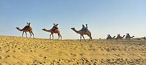 Camel rides in Jaisalmer, Thar Desert 15