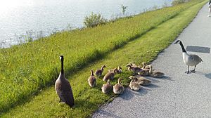 Canada geese at Lake Arlington in Arlington Heights, IL