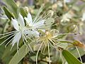 Capparis lasiantha R.Br. ex DC flower