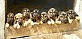 Chiots de Cleopatre du hameau Iouas appartenant à Regis Piat