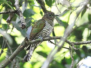 Chrysococcyx cupreus, wyfie, Eshowe, Birding Weto, a.jpg