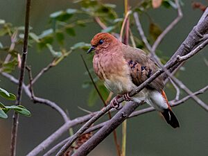 Columbina cyanopis Blue-eyed Ground Dove; Rolinha do Planalto Natural Reserve, Botumirim, Minas Gerais, Brazil 02.jpg