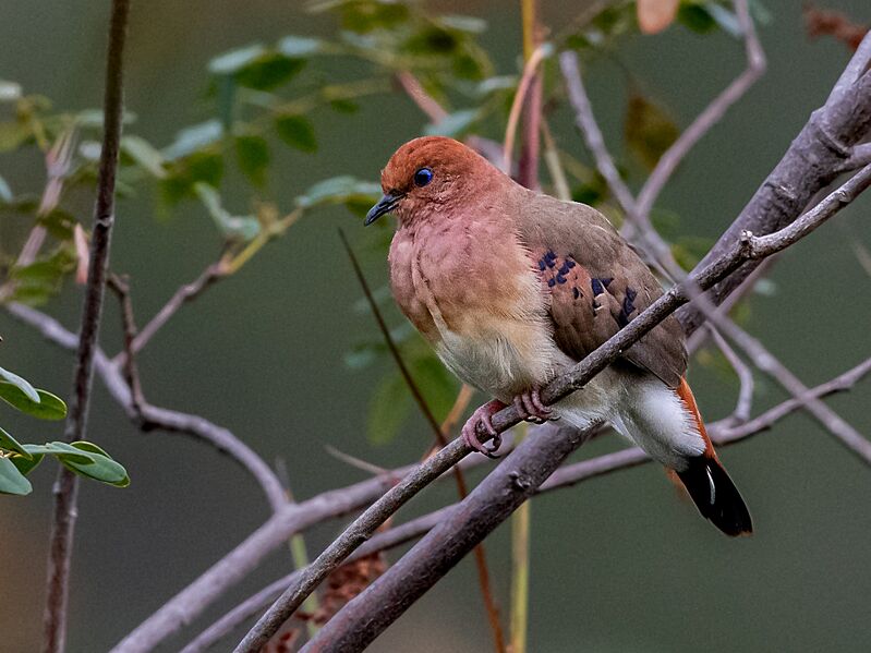 Columbina cyanopis Blue-eyed Ground Dove; Rolinha do Planalto Natural Reserve, Botumirim, Minas Gerais, Brazil 02